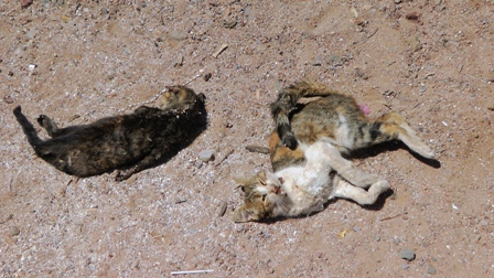 שוב: הריגת חתולים בחתוליה העירונית