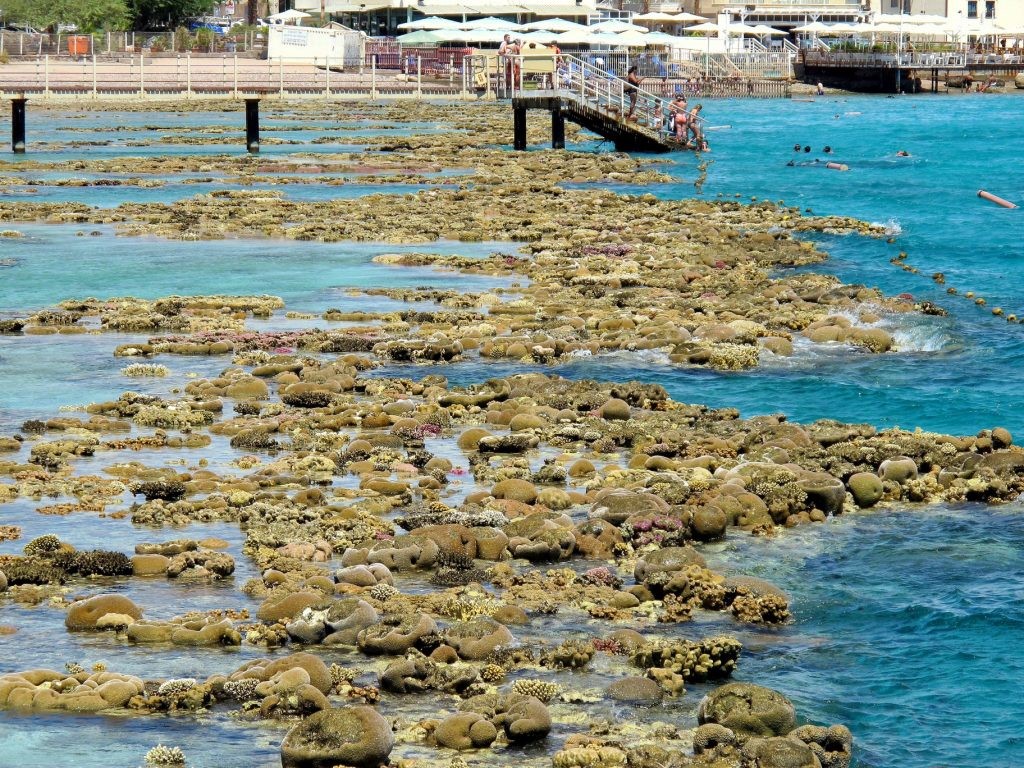 מחיר הסופה: שיקום ההרס בשונית האלמוגים יארך שנים 