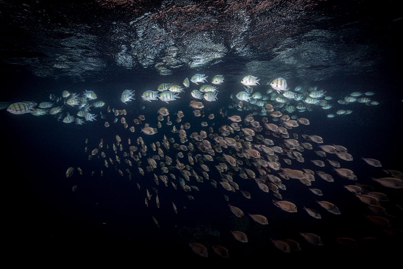מחול הבתרנים השחומים בשמורת האלמוגים באילת