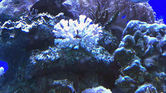 אלמוגים מתים בסתר