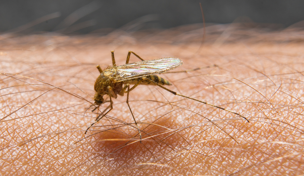 יתושות נגועות בקדחת מערב הנילוס אותרו באזור אילת